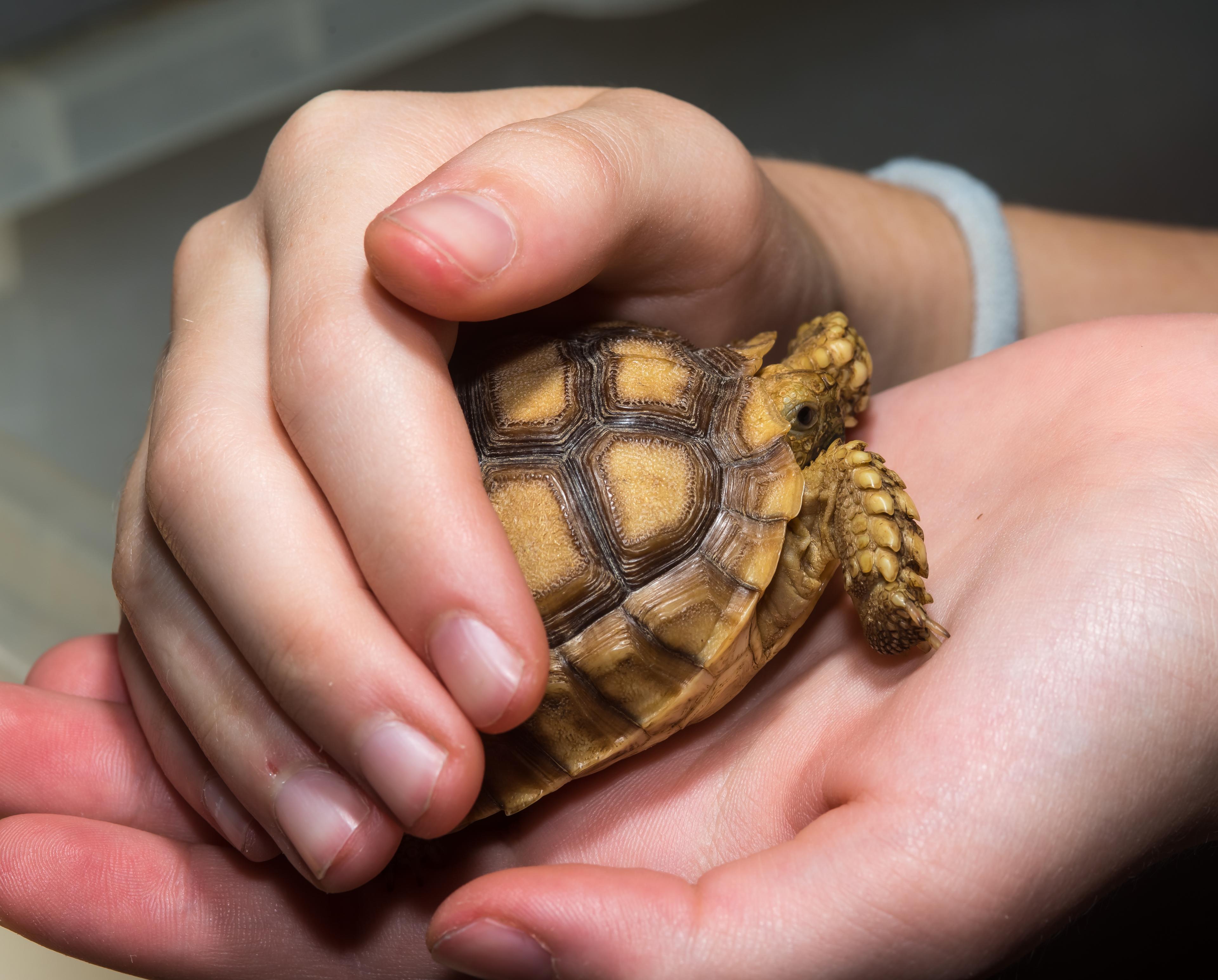 Hände halten schützend eine Landschildkröte