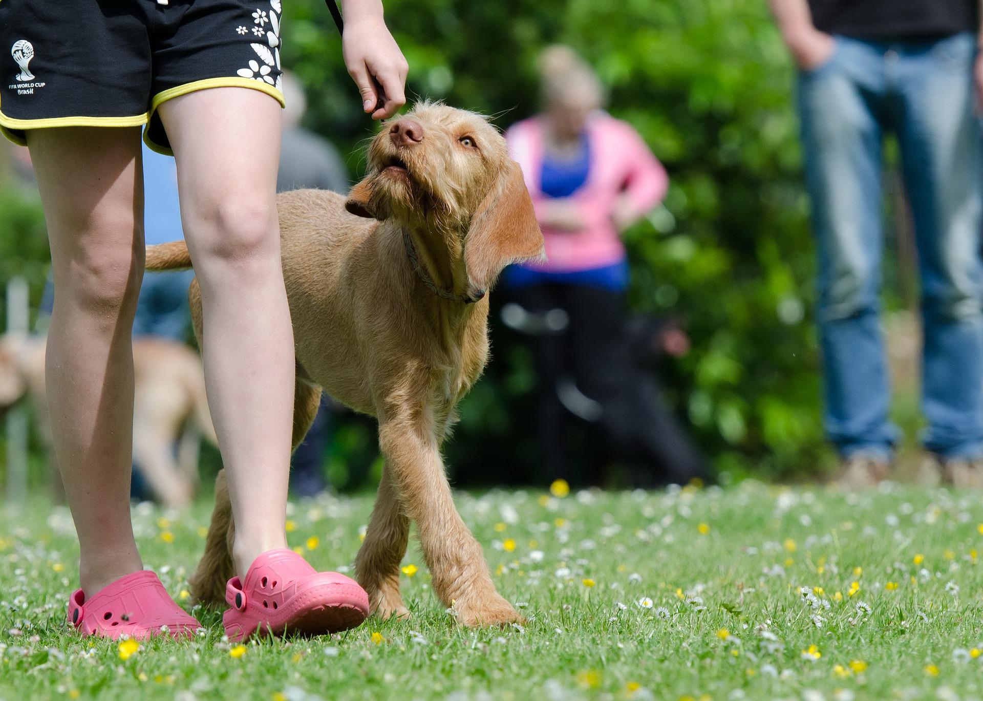 Hund wird in Hundeschule trainiert
