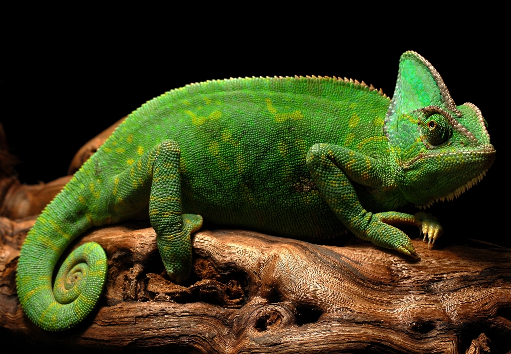 Jemenchamäleon