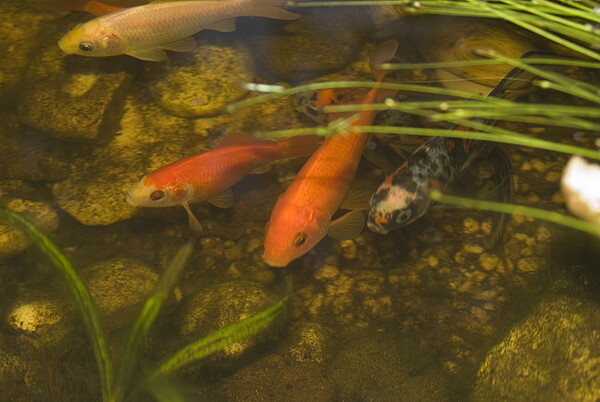Gartenteich_c_Ulrike_Schanz.jpg