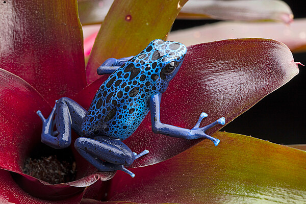 Pfeilgiftfrosch_Dendrobates_azureus_c__WZF_kikkerdirk.jpg