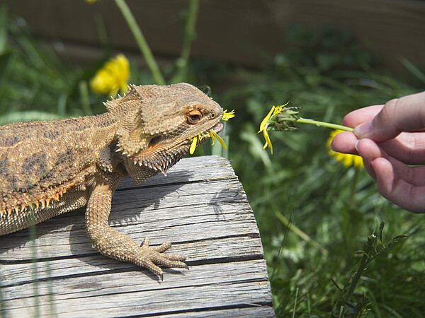 Bartagame_iStock-1323030107-Dudley-Simpson.jpg