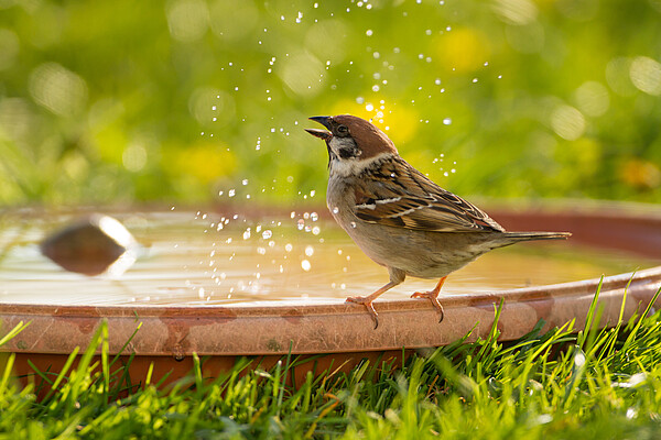 Vogeltraenke_AdobeStock_161846057.jpeg