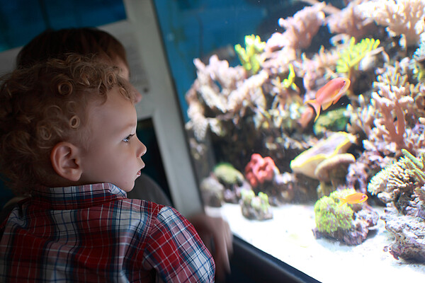 Kind_betrachtet_Aquarium_Copyright_istock_Radist_Lizenz_als_Pressefoto_-478995790.jpg