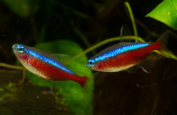 Fische_Neonsalmler_c_ZZF_Hetz.jpg