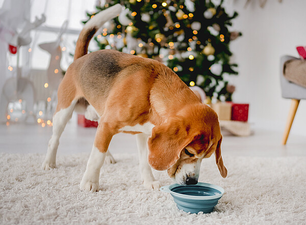 Hund_Weihnachten_483873100_c_Adobe_tan4ikk.jpeg