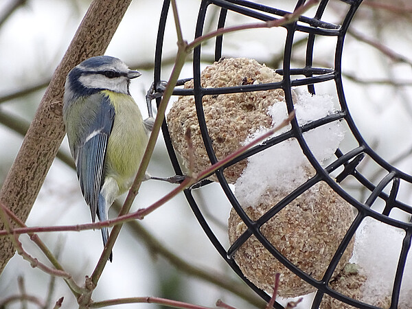Winterfuetterung_Blaumeise_quer_c_WZF_GmbH_Joerg_Turk.jpg