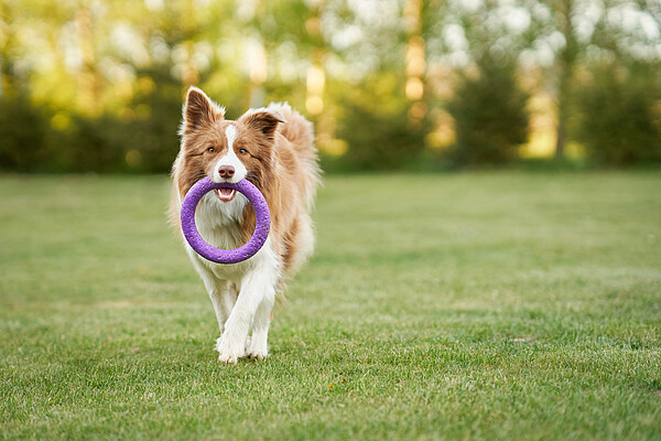 Hundespielzeug_506397133_c_Adobe_Kalim.jpeg