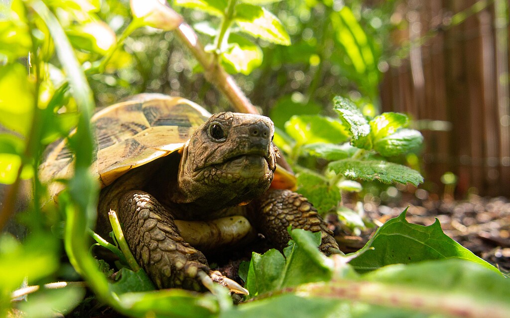 Griechische Landschildkröte