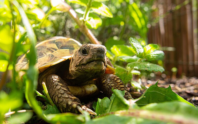 Griechische Landschildkröte