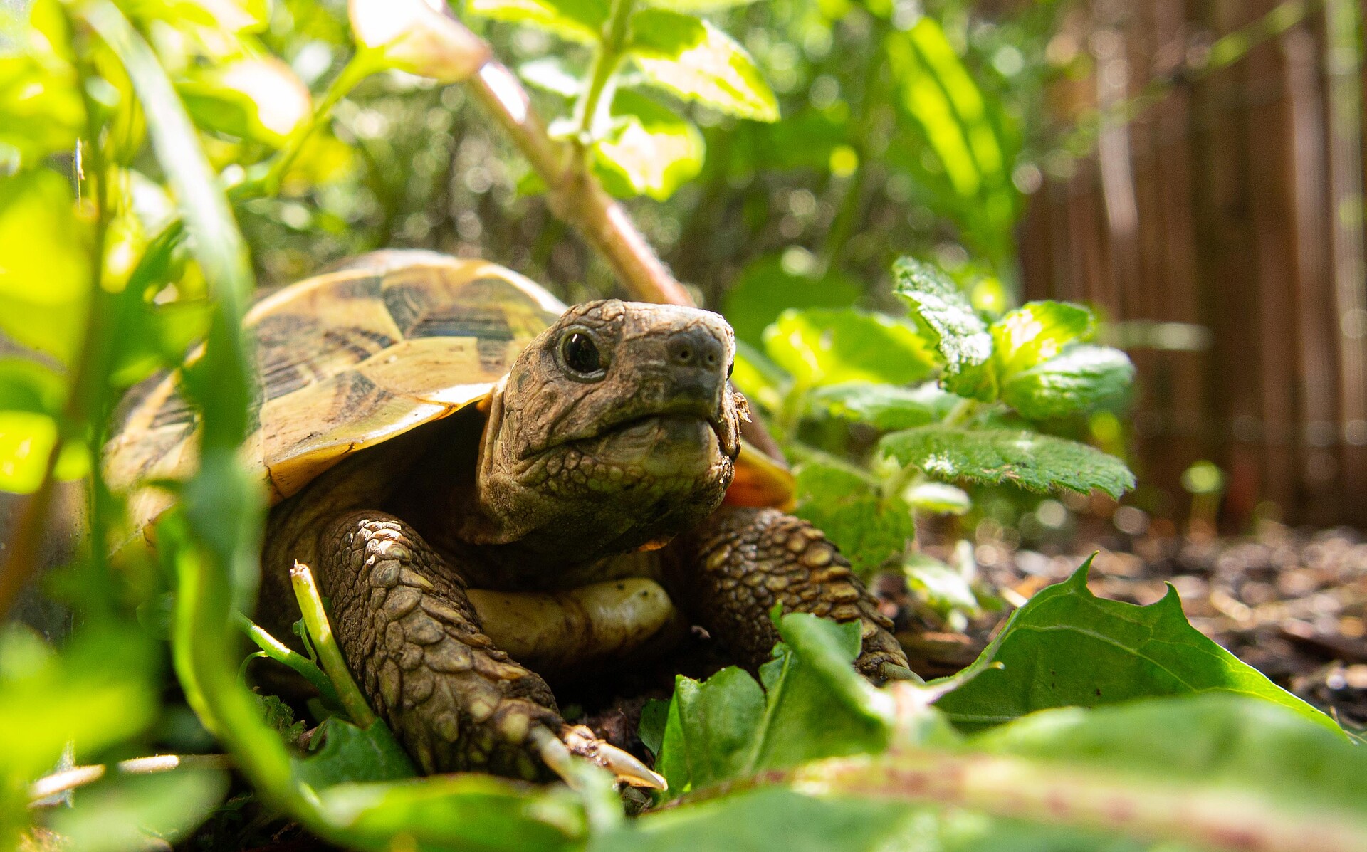 Griechische Landschildkröte