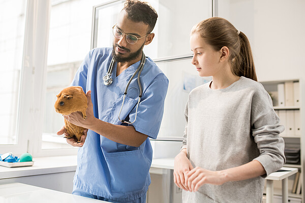 Meerschweinchen beim Tierarzt
