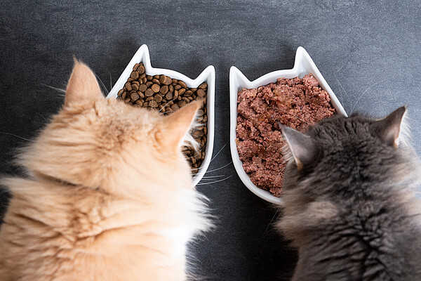 Zwei_Katzen_fressen_Trocken-_und_Nassfutter_Smarterpix_Extended_licence-388455966-FurryFritz.jpg