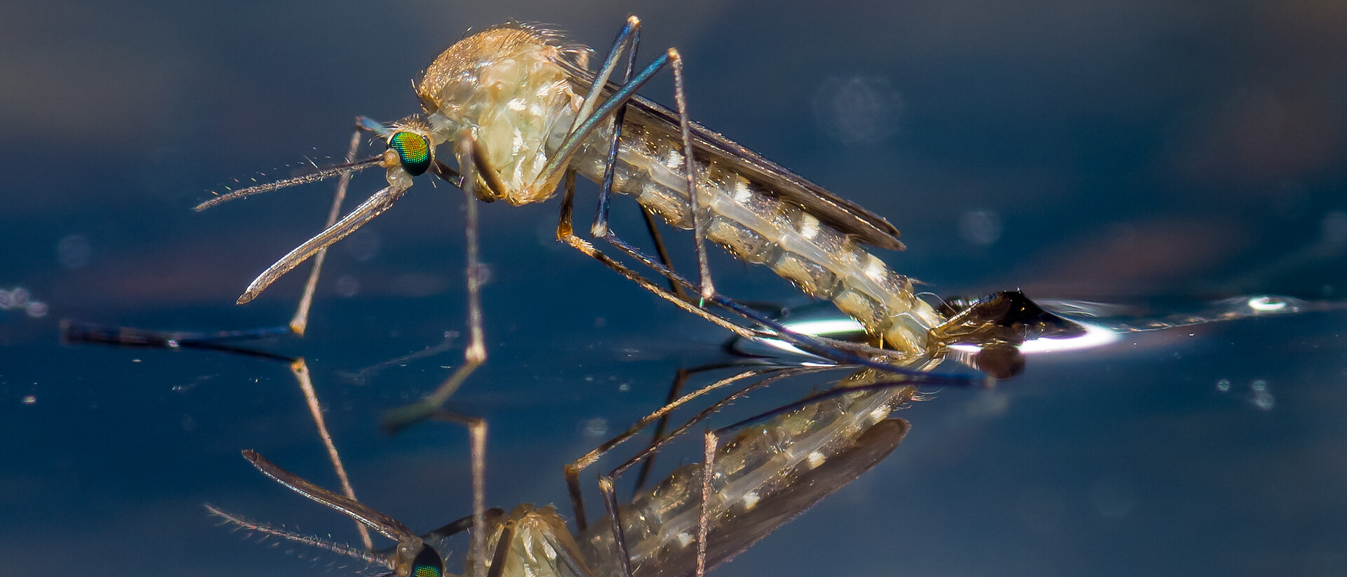 Stechmücke läuft auf der Wasseroberfläche