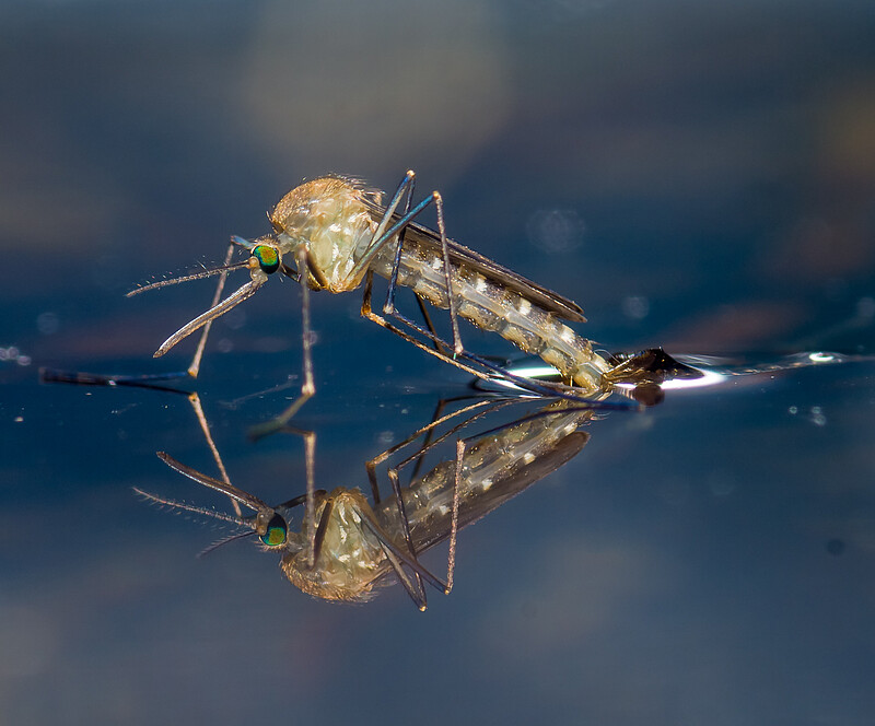 Stechmücke läuft auf der Wasseroberfläche