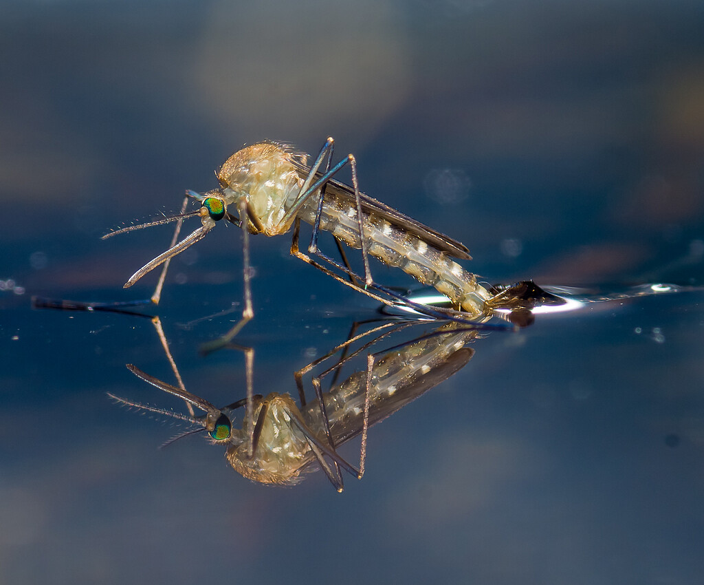Stechmücke läuft auf der Wasseroberfläche