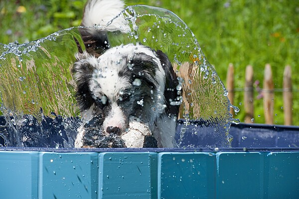 Hund_im_Hundepool__c__Shutterstock.jpg