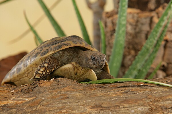 Schildkroete_Schanz.jpg