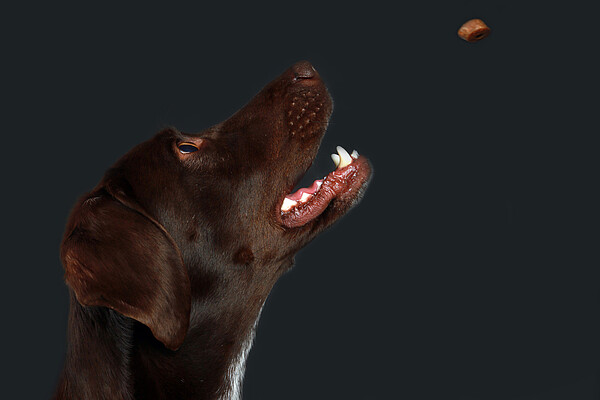Hund_faengt_Leckerli__c_WZF_Schanz.jpg