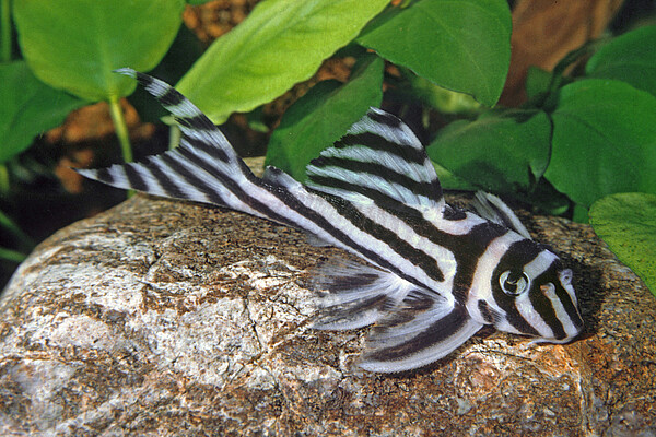 WZF_Hypancistrus_zebra_Ingo_Seidel.jpg