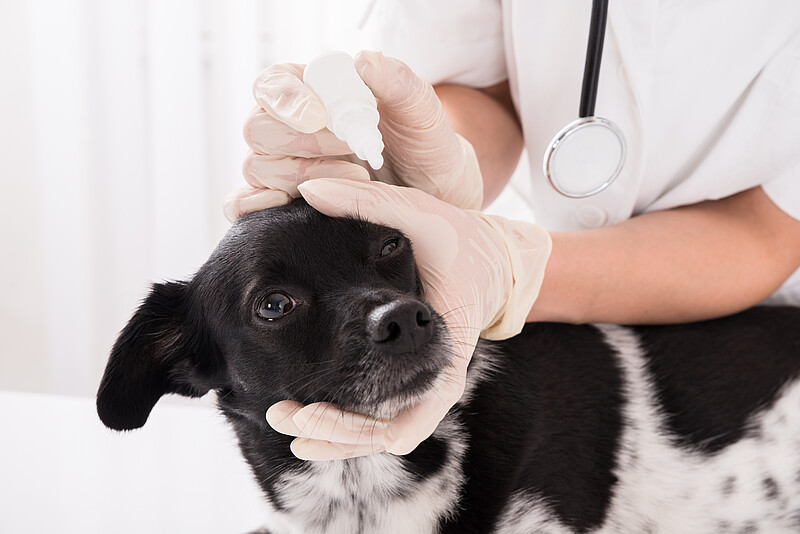 Hund bekommt Augentropfen
