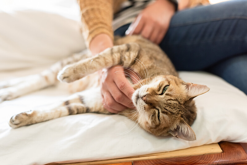 Eine Hauskatze liegt entspannt auf einem Bett und wird von einem Menschen am Hals gekrault