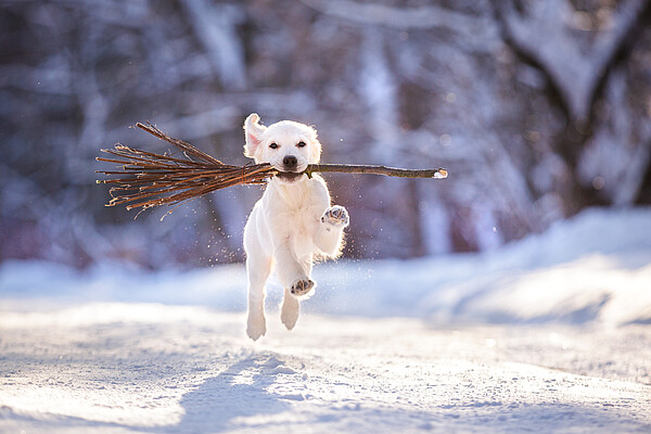 Hund_im_Schnee__c_Shutterstock_Natalia_Fedosova.jpg