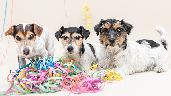 ZZF_Hunde_an_Fastnacht_AdobeStock.jpg