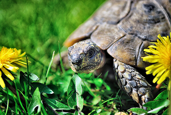 ZZF_Tag_der_Schildkroete_iStock-487223081_yoh4nn.jpg