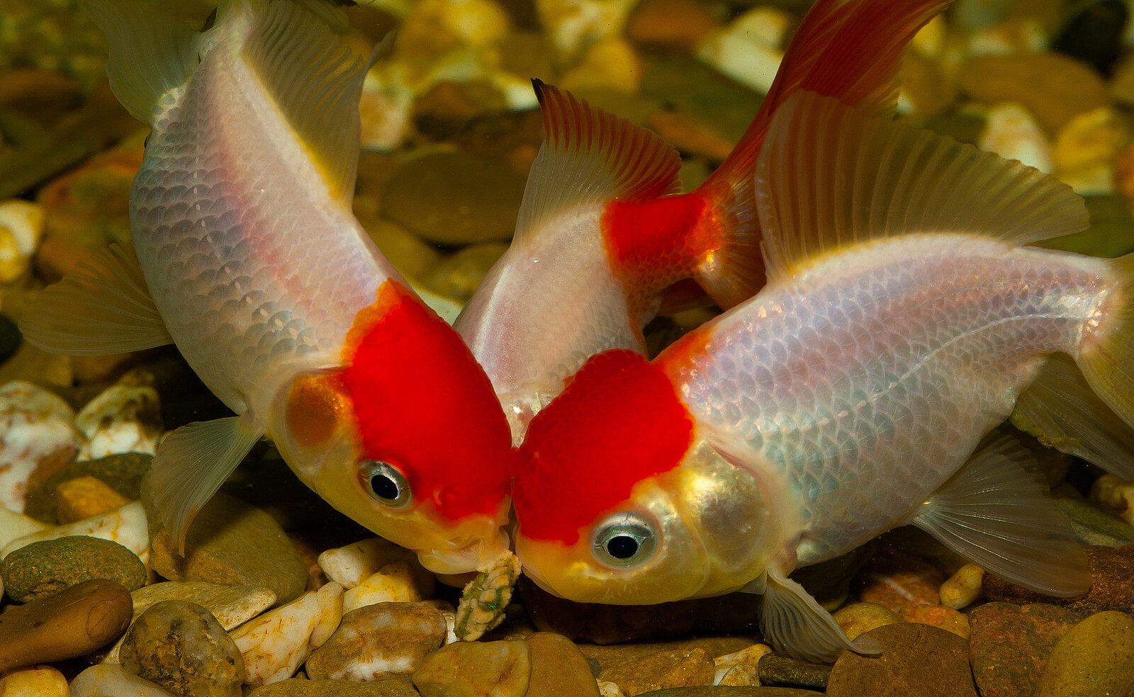 Goldfische schwimmen im Wasser