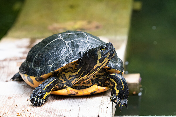 BNA_Gelbwangen-Schmuckschildkroete_01_Hirt.jpg