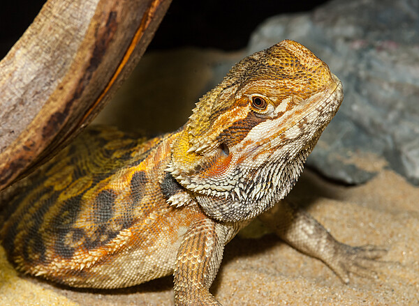 Bartagame_c_StefanKarlHetz.jpg