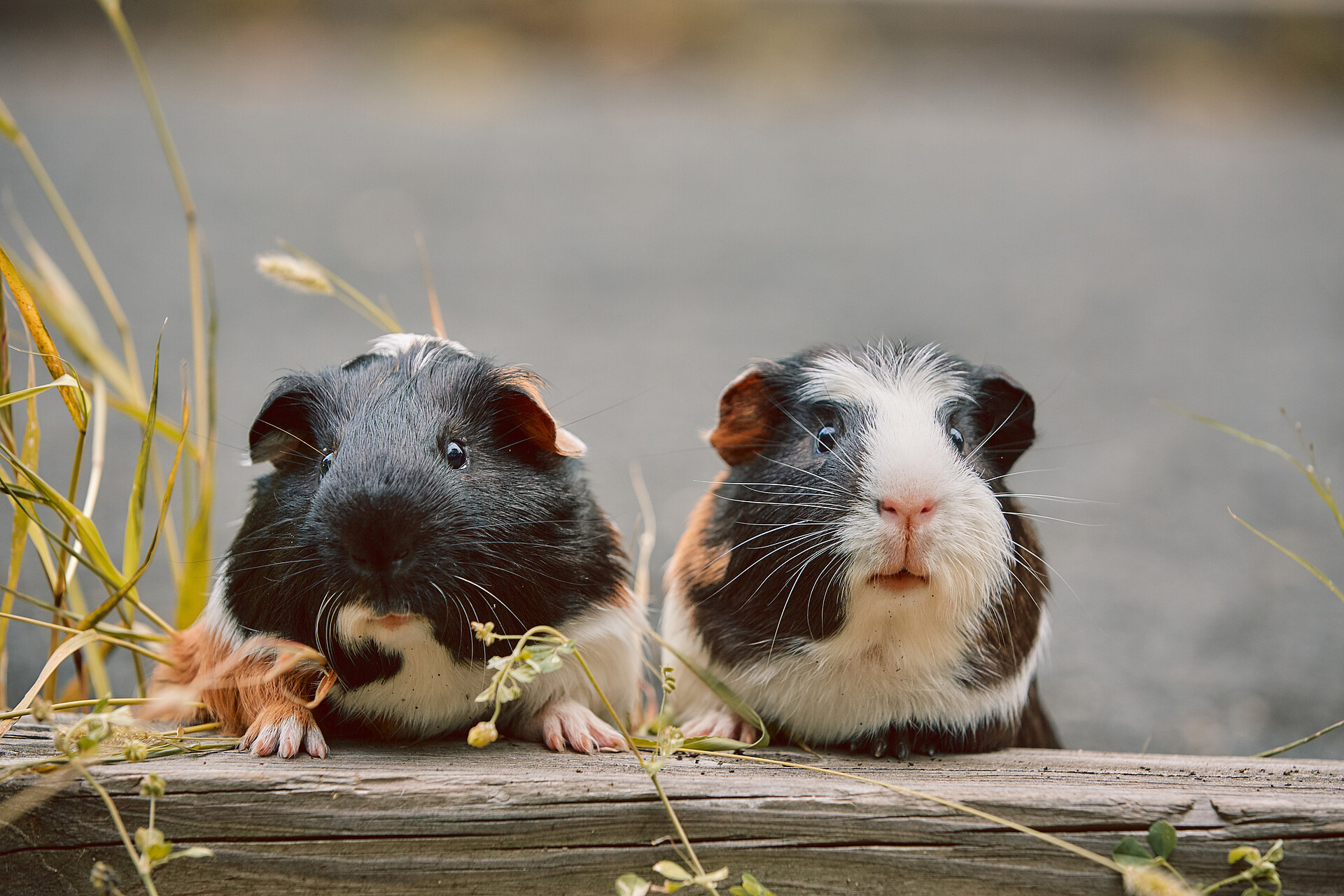 Zwei schwarz-weiße Meerschweinchen sitzen auf einem Ast.
