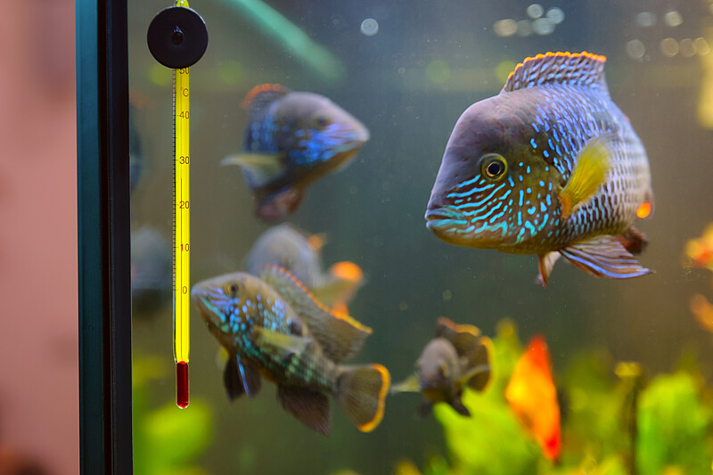 Aquarium mit Buntbarschen