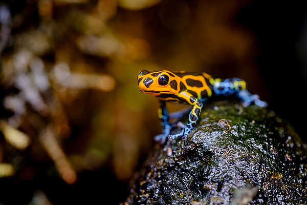 Pfeilgiftfrosch_309051846_c_Adobe_FotoCorn.jpeg
