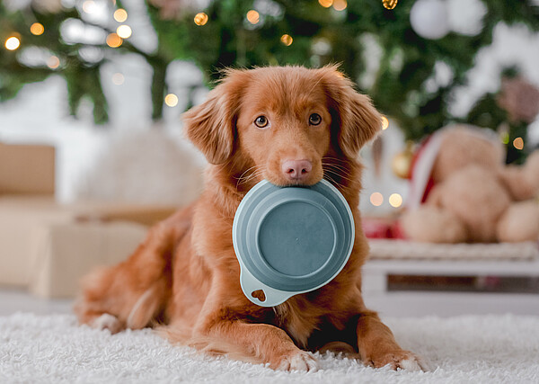 ZZF_PM_Weihnachten_WZF_AdobeStock.jpeg