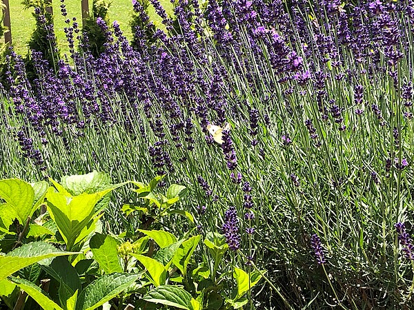 Artenschutz_im_Garten_c_ZZF_Schreiber.jpg