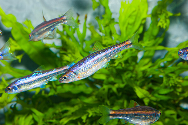 Cold_Fish_Notropis_013530.jpg