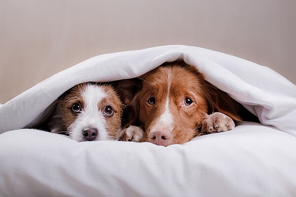 Hunde_an_Silvester__c__Schutterstock.jpg
