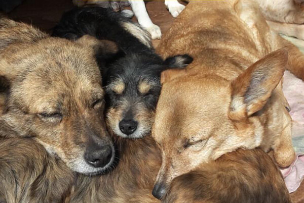 Hunde_aus_der_Ukraine_Copyright_Tierfreunde_Ukraine.jpeg