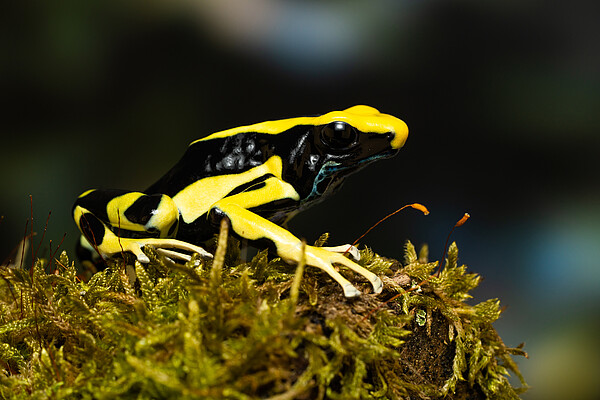 Dendrobates_tinctorius_c_Adobe_Thorsten_Spoerlein.jpeg