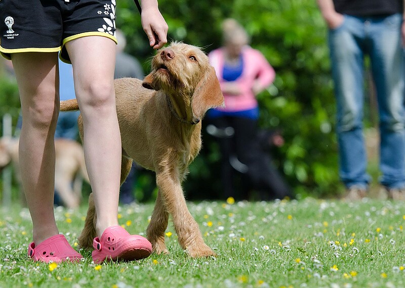 Hund wird in Hundeschule trainiert