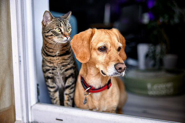 Vorsorge-fuer-Heimtiere_AdobeStock.jpeg