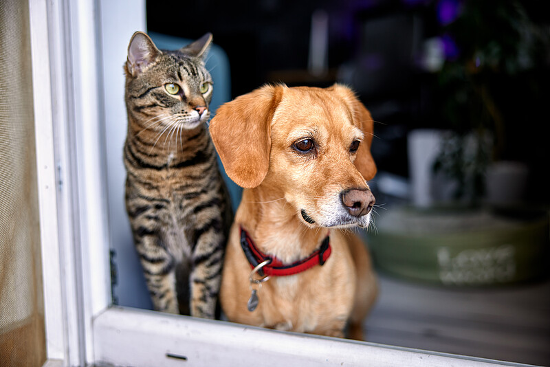 Eine Katze und ein Hund schauen von drinnen aus einem Fenster und warten auf die Rückkehr des Tierhalters.