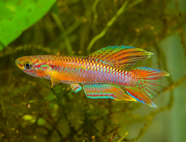 Cold_Fish_Aphyosemion_014215.jpg