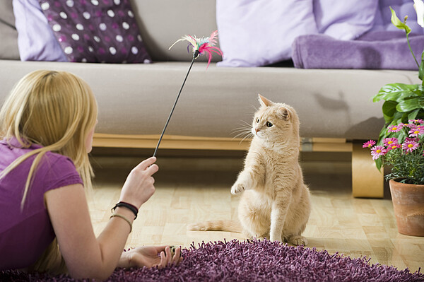 Katze_Spiel_c_Schanz.jpg