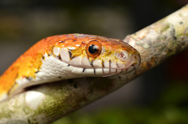 Kornnatter_Copyright_PantherMediakeringatSENI.jpg