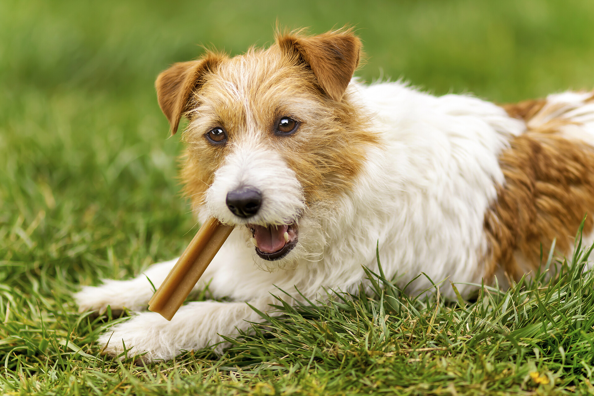 Hund liegt auf einer Wiese und kaut an einem Stick.