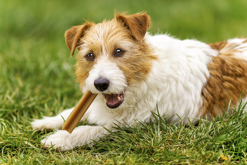 Hund liegt auf einer Wiese und kaut an einem Stick.