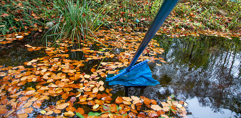 Ein Gartenteich, auf dem Laub schwimmt, wird mit einem Kescher gereinigt